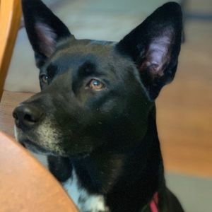 Meet your Posher, Addison